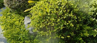 翠绿繁茂的蓬勃绿植