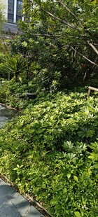 绿意盎然的路边绿植景观