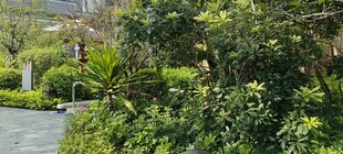 河畔葱郁绿植景观