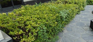 绿植景观 生机盎然的小径