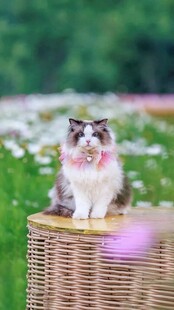 猫