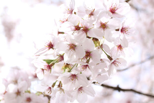 烂漫樱花绽放枝头