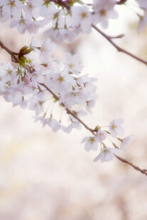 春日烂漫樱花枝头绽放