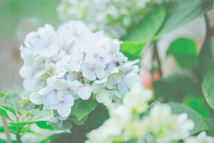 绣球花
