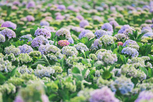 绣球花海