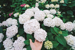绣球花