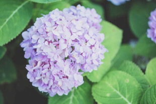 绣球花