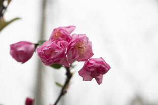 粉色蔷薇花