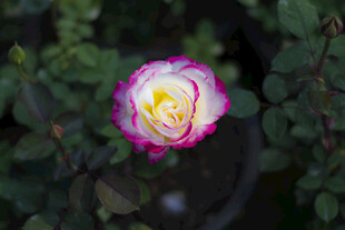 月季花