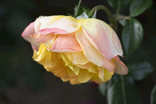 月季花