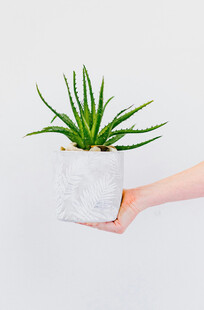 手捧绿植盆栽