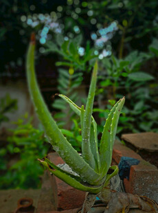 翠绿芦荟盆栽特写