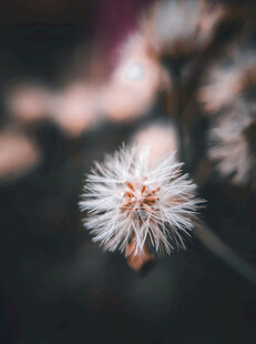白色绒球小花特写