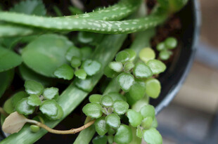 盆栽嫩绿多肉植物特写