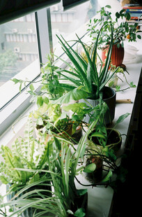 窗边绿植小景