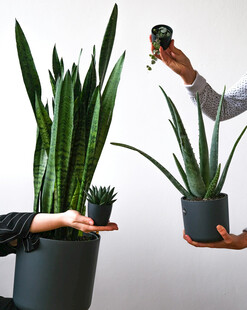 手持绿植展示多样盆栽