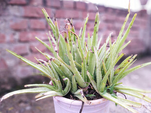 盆栽绿植展现勃勃生机