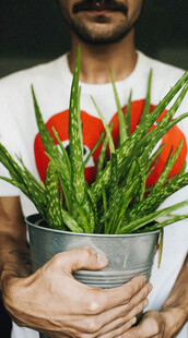 男子手持绿植盆栽