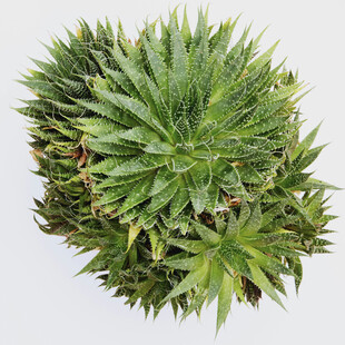 翠绿芦荟盆栽特写