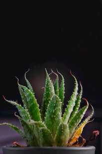 翠绿芦荟盆栽