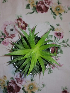 盆栽绿植置于花卉背景上