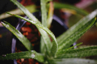 盆栽绿植特写