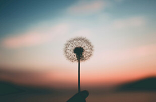 夕阳下的蒲公英特写