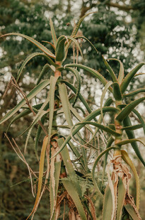 野外芦荟植物特写