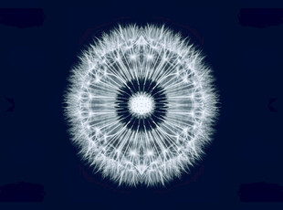 梦幻蒲公英抽象图案