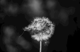 黑白蒲公英的梦幻瞬间