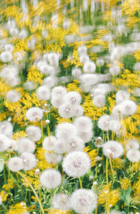 花海烂漫白黄花朵争艳