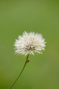 单株蒲公英特写