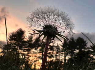 夕阳下的蒲公英剪影