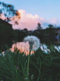 湖畔蒲公英暮色中的美丽