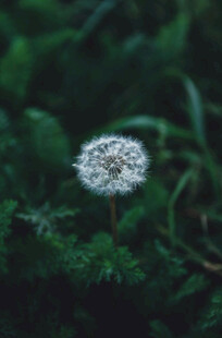 白色绒球小花绽于绿叶间