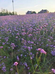 紫色马鞭草花海