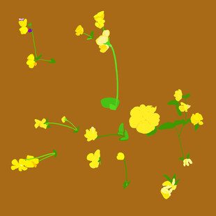 黄色的花朵背景图