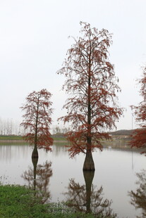 水畔红杉树 静谧自然景