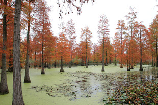 秋日水杉林湿地景观