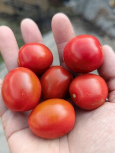 番茄