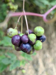 野果串