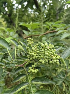 青花椒枝