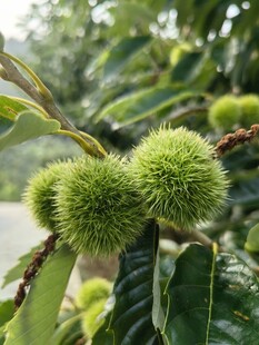 板栗
