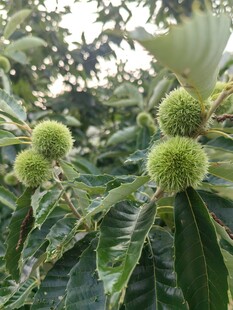 板栗