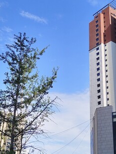 高楼旁的挺拔绿树