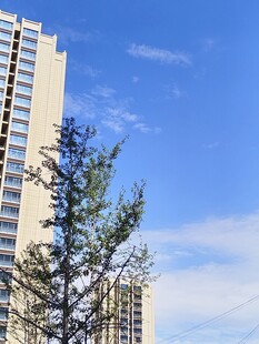 高楼旁的挺拔绿树