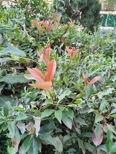 多彩植物景观