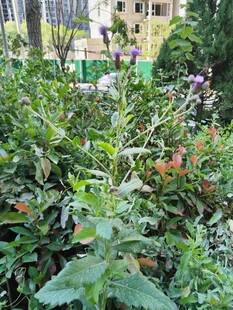 繁茂绿植景观