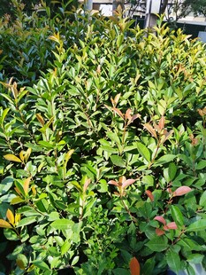绿叶繁茂的植物景观