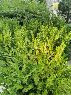 翠绿繁茂的灌木丛